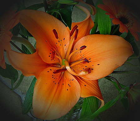 Digitales Blumenbild >Lilie, die Schne <