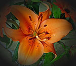 Digitales Blumenbild > Lilie, die Schne <